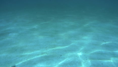 underwater background of ocean blue sea waves with floating plankton
