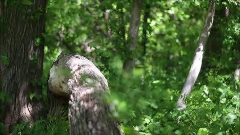 summer forest. trees and plants