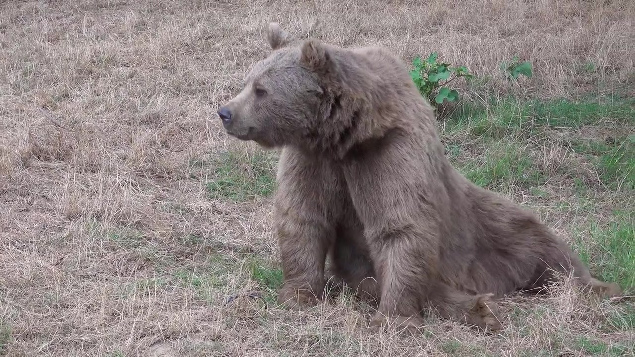 Orso bruno che riposa e si pulisce in una radura erbosa della foresta