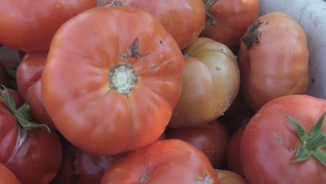 Fresh-Organic-Tomatoes