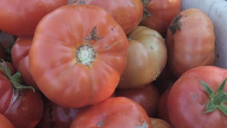 fresh organic tomatoes