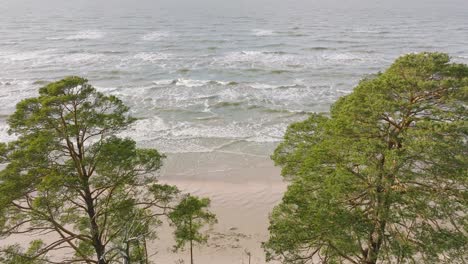 Vista-Aérea-De-Establecimiento-De-La-Costa-Del-Mar-Báltico,-Día-Soleado,-Dunas-De-Arena-Blanca-A-La-Orilla-Del-Mar-Dañadas-Por-Las-Olas,-Bosque-De-Pinos,-Erosión-Costera,-Cambios-Climáticos,-Gran-Tiro-De-Drones-Avanzando,-Inclinado-Hacia-Abajo