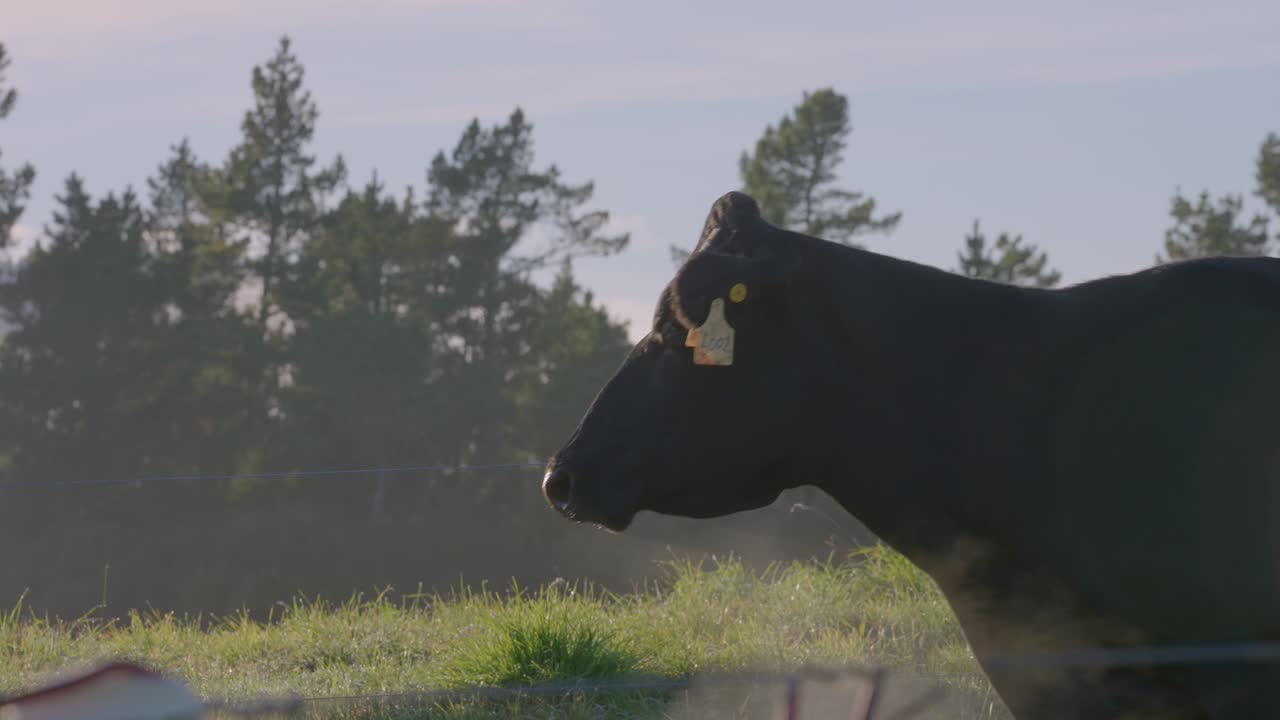 Mucca che respira con il freddo, condensa del respiro, minuscole goccioline