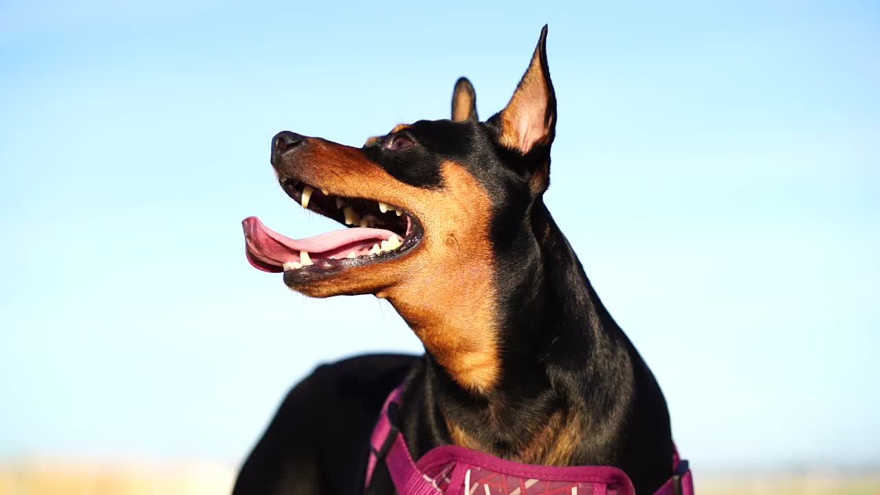 mini pinscher mirando hacia arriba y de lado a lado mientras jadea con la lengua del perro colgando de la boca y las orejas en alerta - ángulo bajo capturando la cabeza, cuerpo delgado, cielo azul, 60 fps