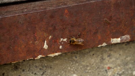 a bee crawls on rusty metal