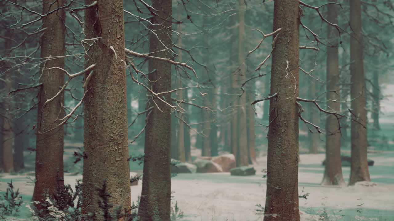 눈 인 숲의 장면