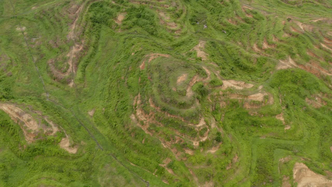 Close-up spin aerial shot of young palm trees in oil plantation in Malaysian, the drone go down to see closeup