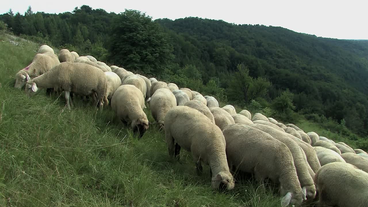 rebaño de ovejas cerca de eichstaett en altmuehltal, baviera, alemania-3