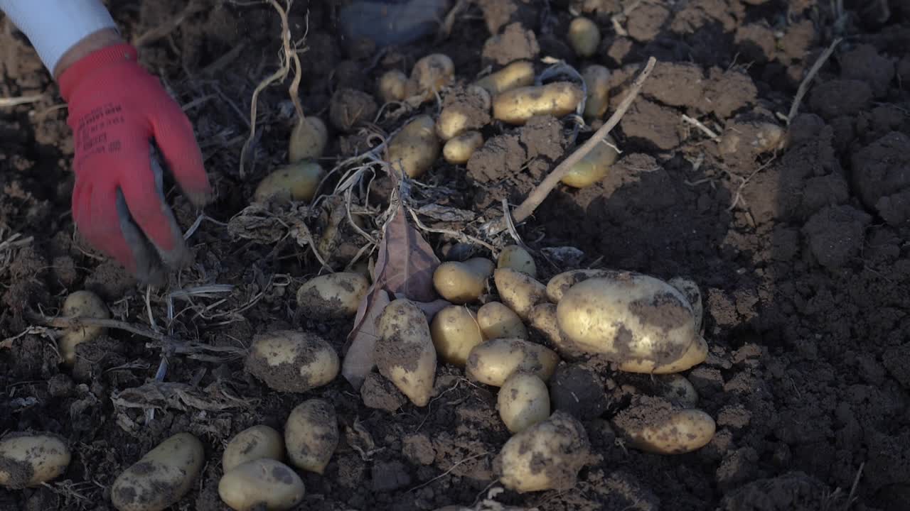 Slow motion close-up of potatoes in the ground as a farmer sifts through and collects them