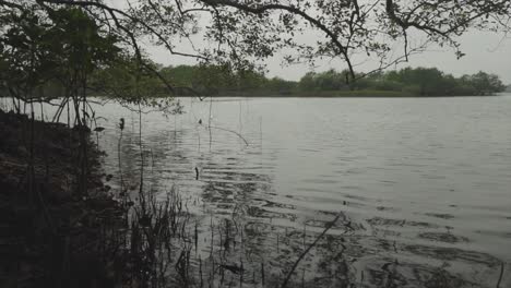 Zeitlupenaufnahme-Eines-Sees-Mit-Ruhigem-Wasser-Am-Ufer-Mit-Bäumen-Und-Pflanzen-Mit-Blick-Auf-Den-Wald-Im-Hintergrund