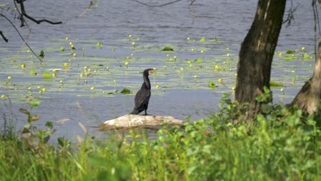 large cormorant surrounded by water and green grass