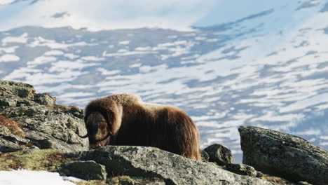 side view of attentive musk oxen bull standing in dovre mountain sunset glow
