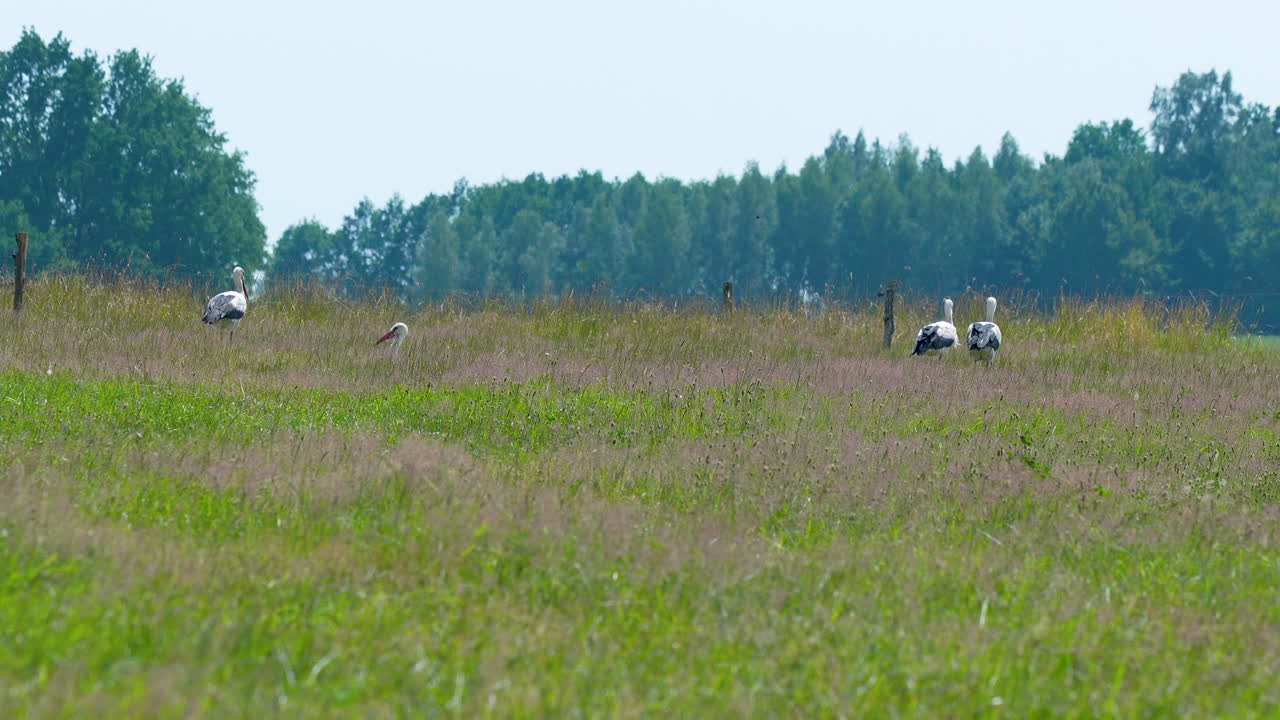 Storks in a Field