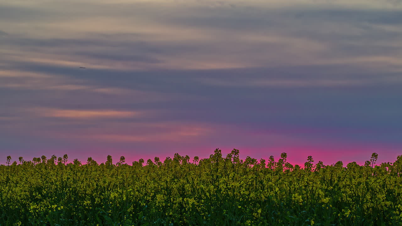 toma estática del campo de colza amarilla que crece en tierras de cultivo con un colorido cielo de puesta de sol en el fondo en un lapso de tiempo durante la noche