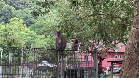 adult and baby long tailed macaques hanging out on the wire fence near the residential neighborhood, young monkey holding a plastic bottle attempting to eat it