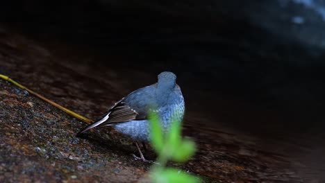 Dieser-Weibliche-Rotschwänzchen-Ist-Nicht-So-Farbenfroh-Wie-Das-Männchen,-Aber-Sicher-So-Flauschig-Wie-Ein-Knäuel-Eines-Niedlichen-Vogels