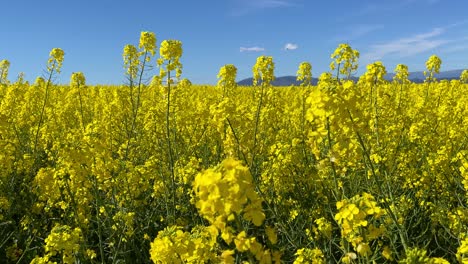 Wir-Sehen-Einen-Intensiven-Anbau-Von-Rapspflanzen,-Um-Öl-Mit-Einer-Auffallenden-Intensiven-Gelben-Farbe-Herzustellen