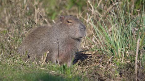 capybara stands among low plants at forest edge, partially hidden by branches and tall grass, medium frontal angled static