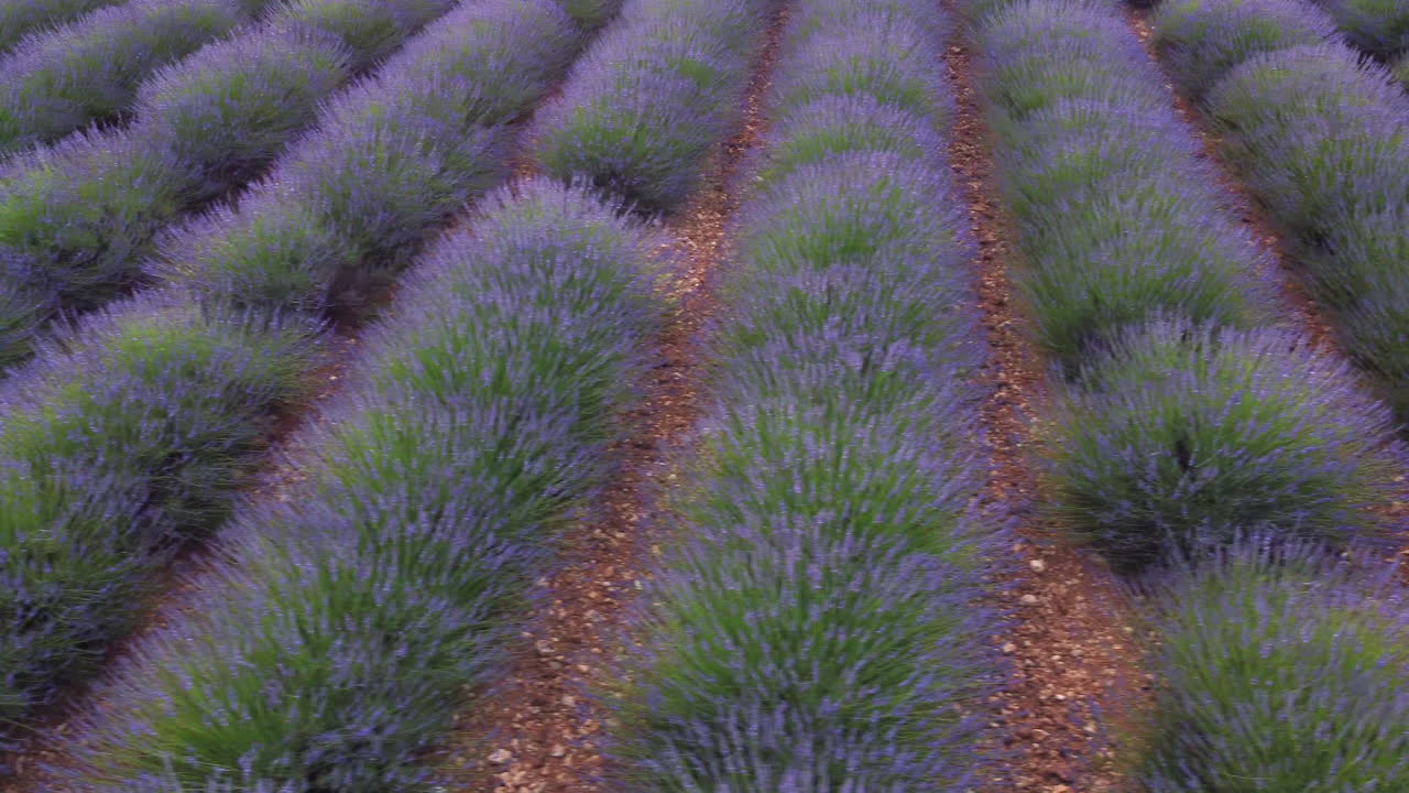 Lavender field agriculture cultivation field