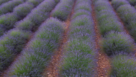 lavender field agriculture cultivation field