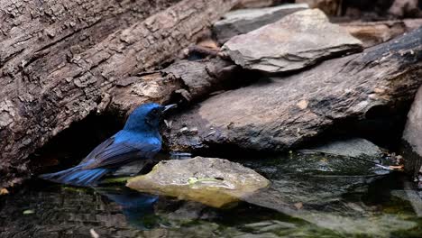 the indochinese blue-flycatcher is a found in lowland forests of thailand, known for its blue feathers and orange to white breast