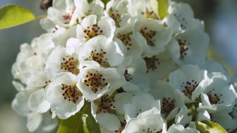 peachtree blossom closeup in gentle wing breeze spring evening light