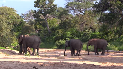 wide shot of elephants throwing sand on themselves while standing in a empty riverbed in timbavati, south africa