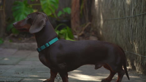 sausage dog (dachshund) sitting then taking a treat