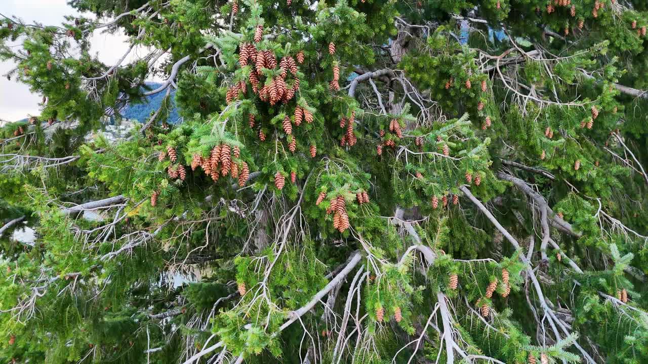 Close-up of pine tree branches gently swaying in the wind, showcasing lush greenery and pine cones in natural light