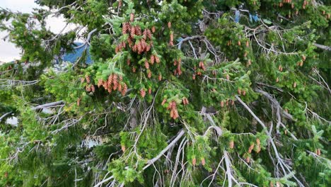 close-up of pine tree branches gently swaying in the wind, showcasing lush greenery and pine cones in natural light