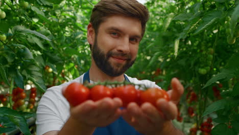 agricultural worker holding vegetables harvest in warm greenhouse closeup