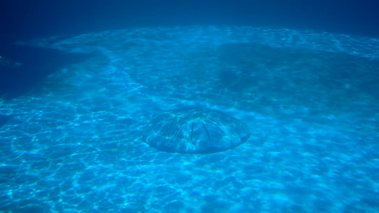 agua azul y el delfín nadando en el agua en el parque de aventuras marinas gulfarium en la isla de okaloosa florida cerca de fort walton beach, destino florida ee.uu.