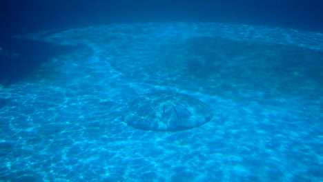 Agua-Azul-Y-Delfines-Nadando-En-El-Agua-En-El-Parque-De-Aventuras-Marinas-Gulfarium-En-La-Isla-De-Okaloosa,-Florida,-Cerca-De-Fort-Walton-Beach,-Destin,-Florida,-EE.UU.