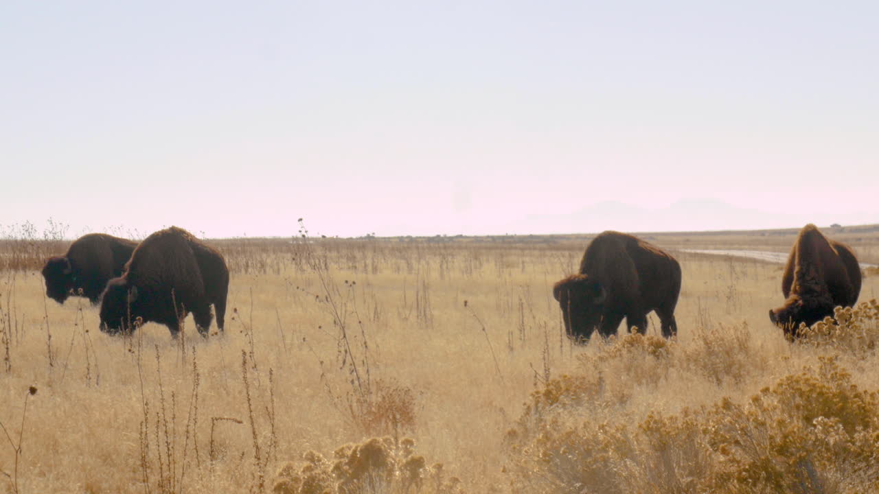 Bison Grazing in a Dry Grassland