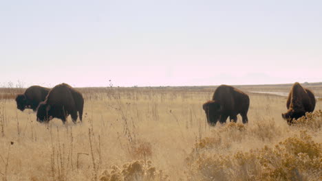 bison grazing in a dry grassland