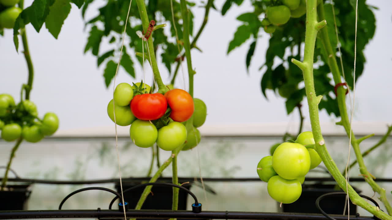 Close up of tomatoes growing in a greenhouse