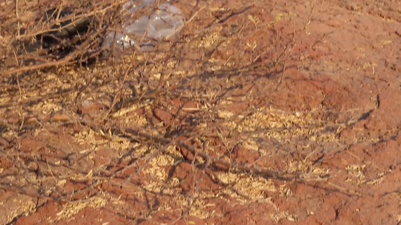 인도 카일라나 호수 조드푸르 라자스탄 인도에서 푸른 하늘을 배경으로 산꼭대기에 서 있는 고립된 어린 소녀 비디오