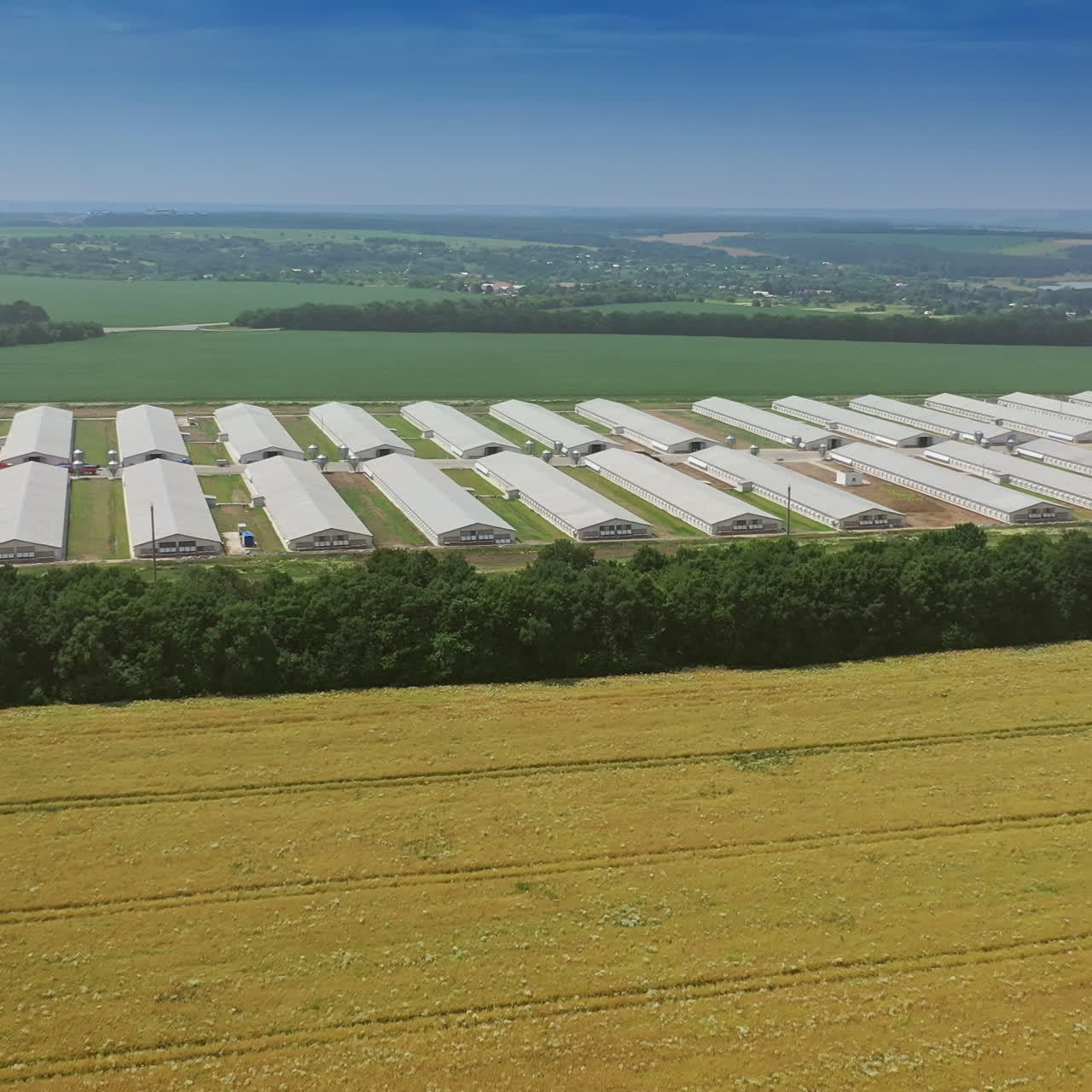 Aerial view on the roofs of modern farmhouses in the countryside. Side view on long buildings for livestock on the natural fields background in a summer day.
