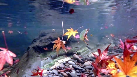 Hojas-De-Arce-Otoñales-Barridas-Bajo-El-Agua-Del-Río-Rocoso