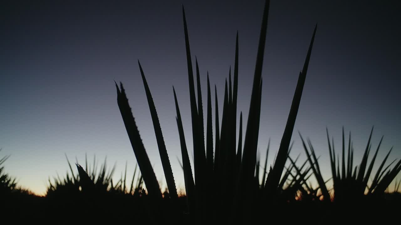 la silueta de una planta de agave durante las primeras horas de la mañana
