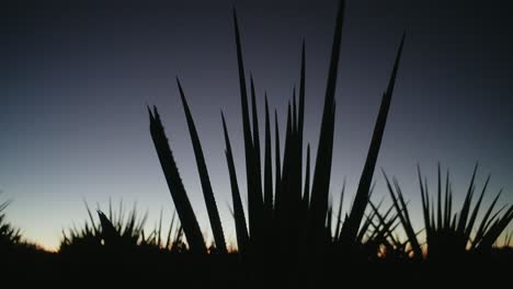 the silhouette of an agave plant during the early hours of the morning