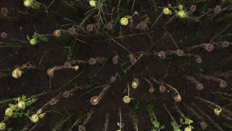 a field full of young sunflowers waiting to be harvest at a farm in daytime - reverse drone shot