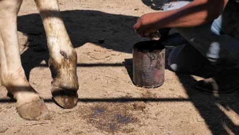 cleaning horse leg and hoof with water, sand and shadow background, close up