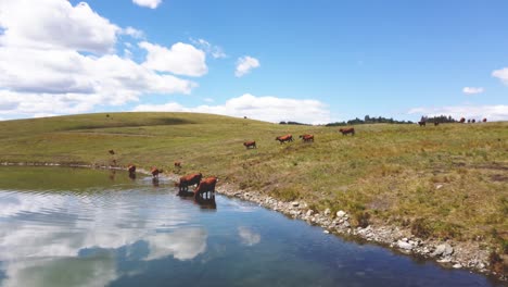 free range cattle herd of cows grazing freely along lake pasture, drinking water | grass fed beef agriculture farming livestock ,cattle ranching | migrating roaming freely, ethical farming | 1 of 12