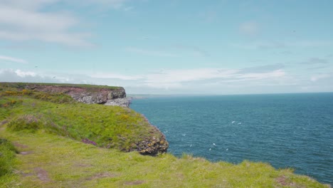 Grasbewachsene-Fowlsheugh-Klippen-Mit-Seevogelkolonien,-Die-Darüber-Fliegen,-Schottland