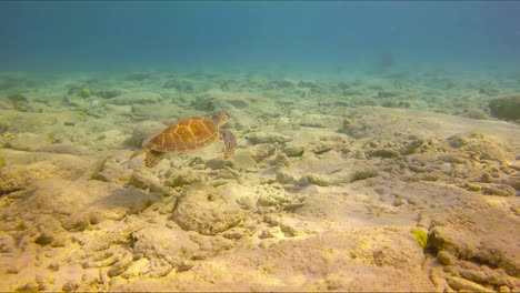 una tortuga marina nada cerca del fondo del mar