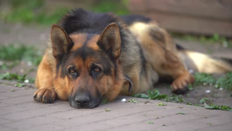 beautiful german shepherd dog, smart and easy to train