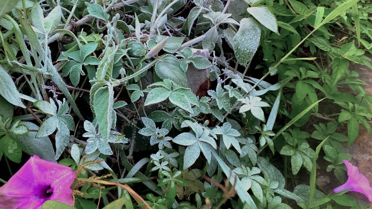 얼어 붙은 잔디