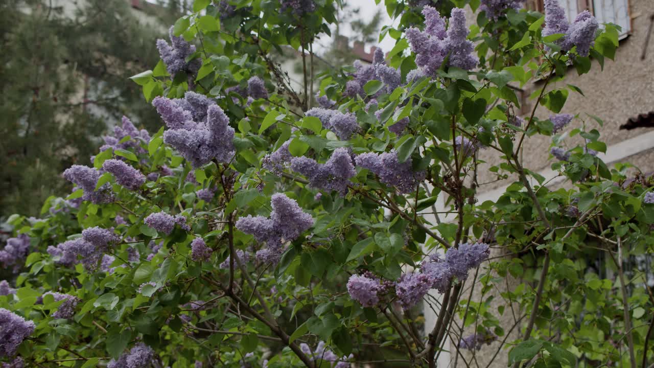 Lilac flowers swing in the wind