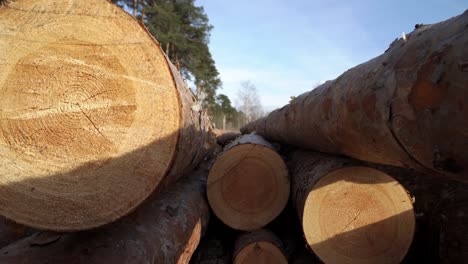 cut logs are lying one on another in the forest at summer day filmed in macro